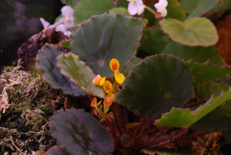 B. mildbraedii